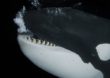 O resíduo industrial que se tornou um dos principais ‘assassinos’ das orcas