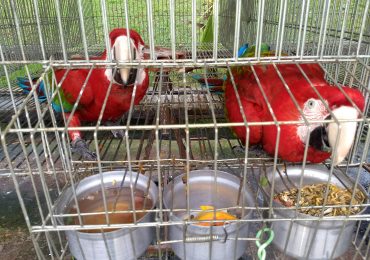 Operação Macaw atua no resgate de animais em situação de cativeiro