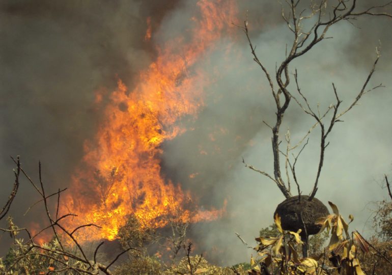 Previncêndio zela pelas unidades de conservação e se intensifica a partir de julho