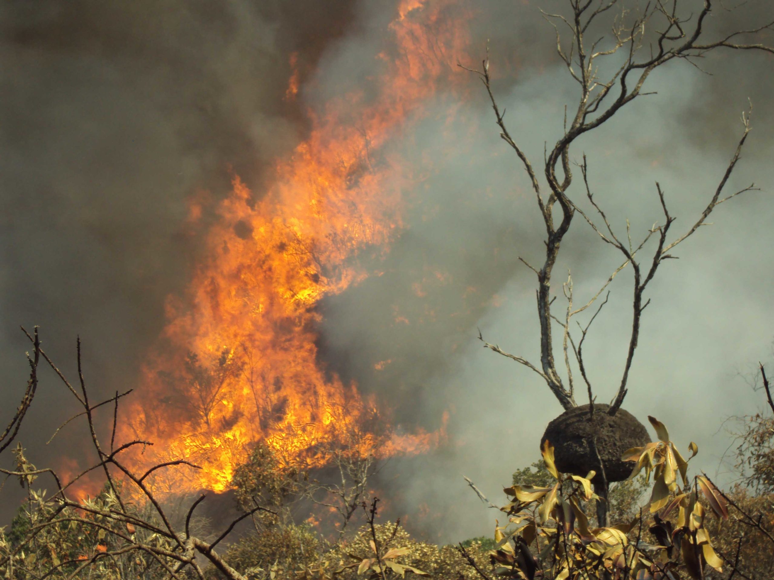 Previncêndio zela pelas unidades de conservação e se intensifica a partir de julho