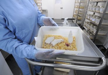 Proposta que proíbe uso de animais em testes é vetada