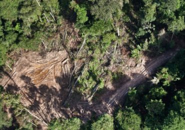 PF e Ibama deflagram operação contra extração ilegal de madeira amazônica