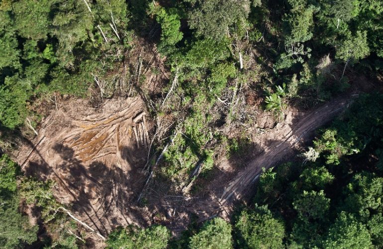 PF e Ibama deflagram operação contra extração ilegal de madeira amazônica