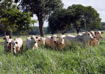 Como a recuperação de pastagens pode ajudar o meio ambiente?