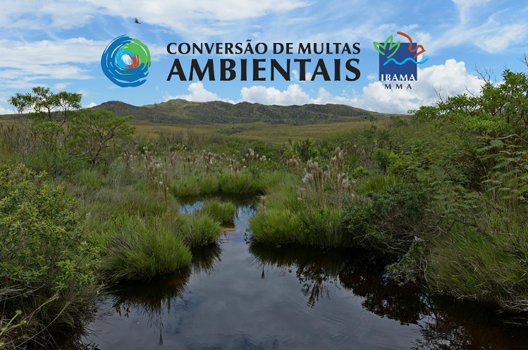 Ibama inicia seleção pública de projetos para Conversão de Multas Ambientais