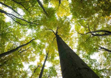 Em cinco anos, orçamento do Ministério do Meio Ambiente cai R$ 1,3 bilhão, diz estudo