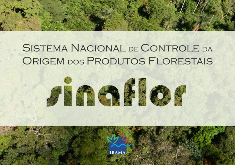 Sinaflor aperfeiçoa e amplia controle da cadeia produtiva florestal no país