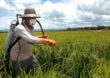 Ruralistas tentam avançar com projeto que flexibiliza regras de agrotóxicos