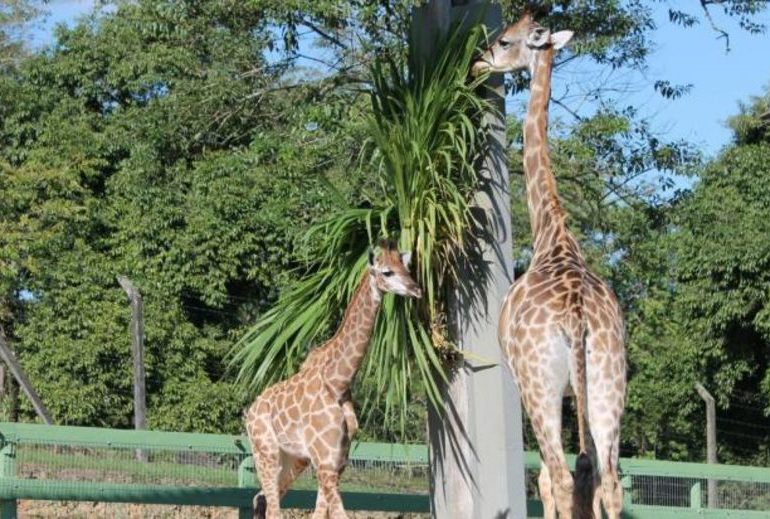 Meio Ambiente debate proibição de zoológicos e aquários no Brasil