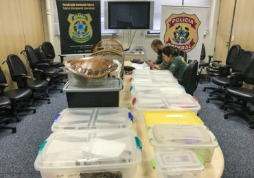 Ibama identifica 1.277 animais à venda em redes sociais e realiza operação em 15 estados