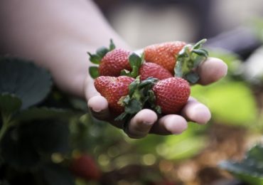 Agricultores familiares investem na qualidade da produção
