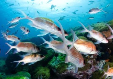 Importância do Brasil na biodiversidade mundial é maior do que se pensava, dizem cientistas