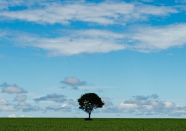 Censo mostra aumento da área destinada à agricultura no país