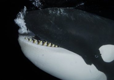O resíduo industrial que se tornou um dos principais 'assassinos' das orcas