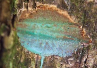 A planta que 'sangra' metal e que pode ajudar a limpar solos contaminados