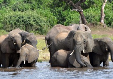 Caçadores mataram ao menos 90 elefantes em Botsuana, diz ONG
