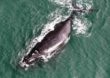 Justiça Federal em SC multa ICMBio por resistir à decisão que autoriza turismo de observação de baleias