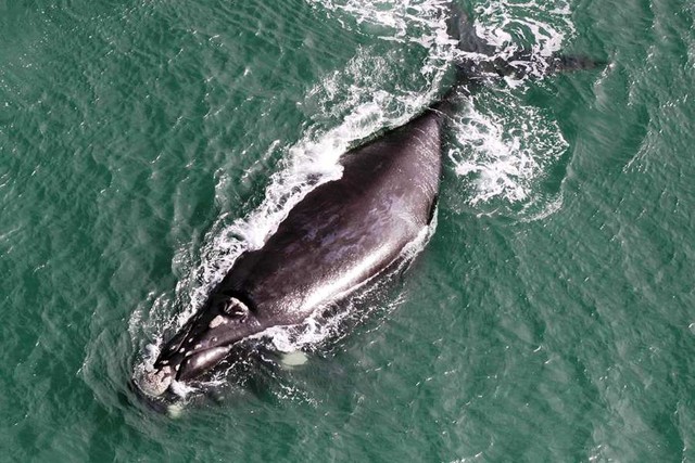 Justiça Federal em SC multa ICMBio por resistir à decisão que autoriza turismo de observação de baleias
