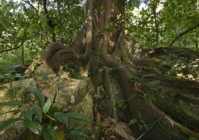 Sai resultado da licitação para o Parque Nacional Pau Brasil