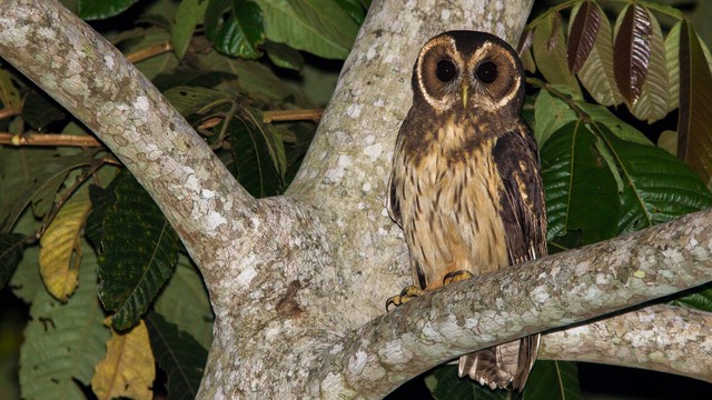 Observação de pássaros já é atividade comum no Santuário do Caraça, na Região Central de MG