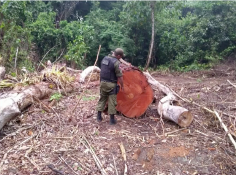 Equipes do Ibama sofrem ataques durante fiscalização na Amazônia