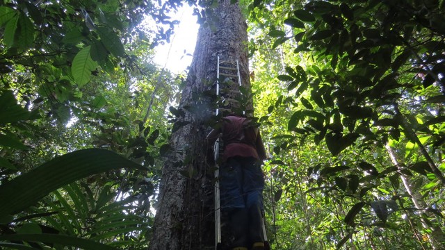 Aquecimento global afeta crescimento e regeneração da floresta Amazônica, diz estudo
