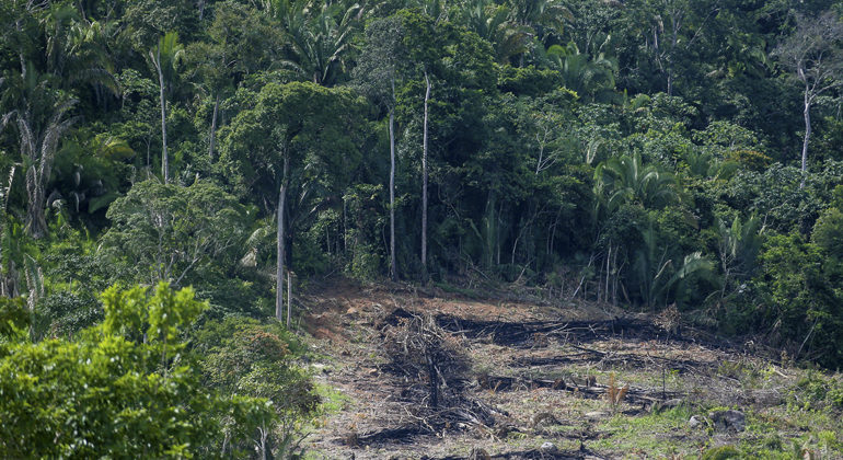 Nova regra do Código Florestal pode aumentar desmatamento na Amazônia