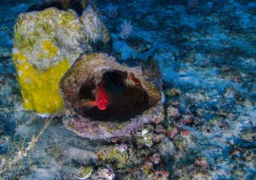 Ibama aponta 'problemas técnicos' e nega licença para exploração de petróleo na Amazônia