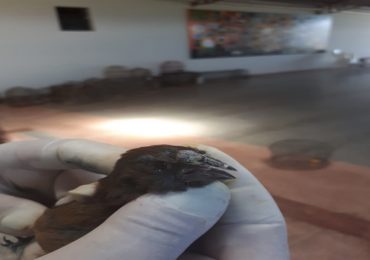 Fiscalização Preventiva Integrada resgata 295 animais silvestres criados ilegalmente