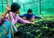Reflorestamento no Camboja traz chuvas de volta para região seca