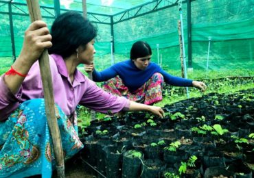 Reflorestamento no Camboja traz chuvas de volta para região seca