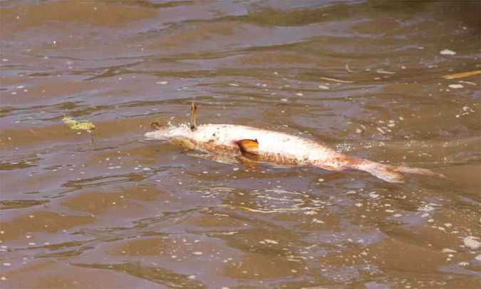 Água do Rio Paraopeba tem riscos à saúde humana e animal, confirma governo