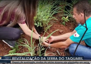 Mudas de árvores estão sendo plantadas para revitalização da Serra do Taquaril em Unaí