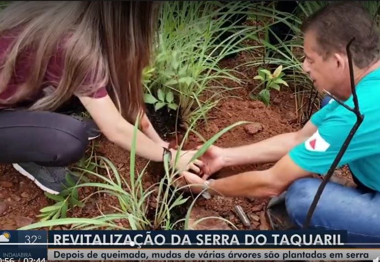 Mudas de árvores estão sendo plantadas para revitalização da Serra do Taquaril em Unaí