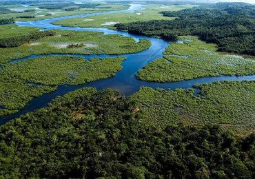 A Mata Atlântica precisa da nossa ajuda. Apoie essa causa!