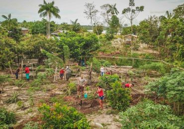Agroflorestas geram mais lucro que soja e gado na Amazônia