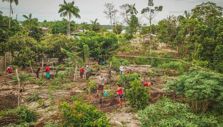 Agroflorestas geram mais lucro que soja e gado na Amazônia