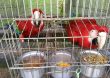 Operação Macaw atua no resgate de animais em situação de cativeiro