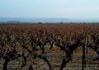 Agrotóxico usado na soja está destruindo a produção de vinho no Rio Grande do Sul