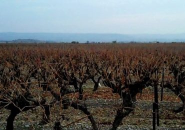 Agrotóxico usado na soja está destruindo a produção de vinho no Rio Grande do Sul
