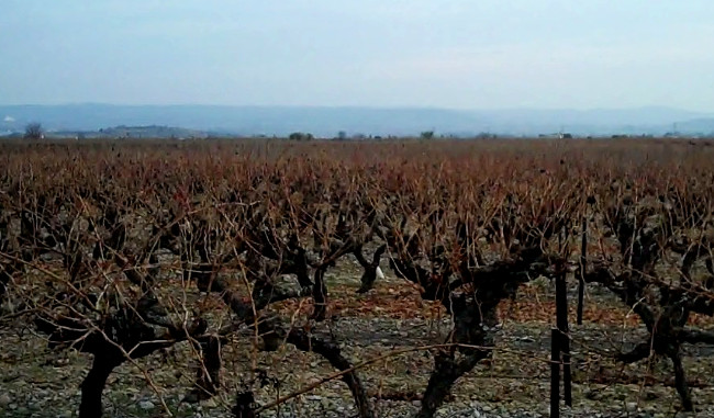 Agrotóxico usado na soja está destruindo a produção de vinho no Rio Grande do Sul