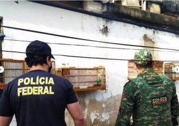 PF cumpre 12 mandados para combater comércio ilegal de pássaros silvestres em MG