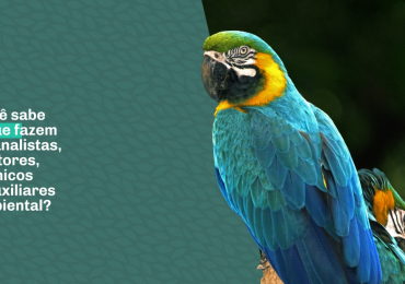 O que fazem os profissionais da área ambiental?